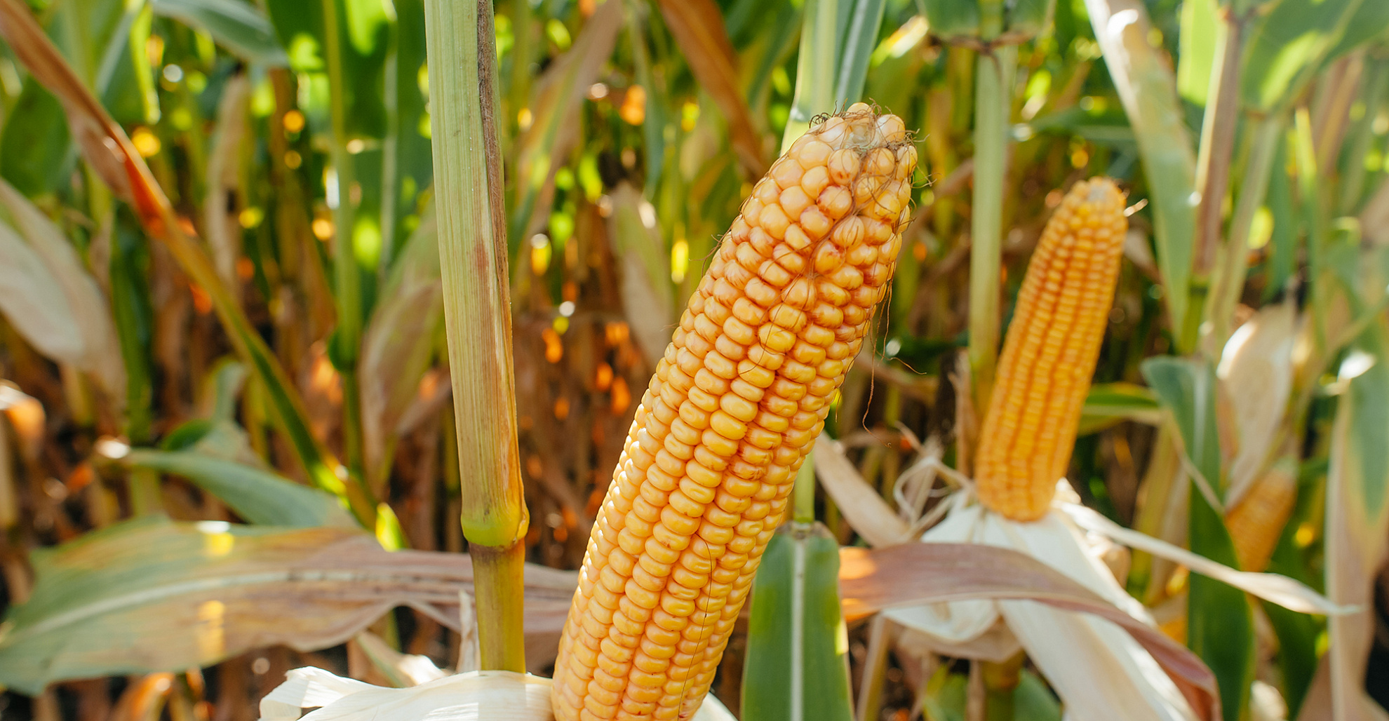 ЛГ 31272 ФАО 270