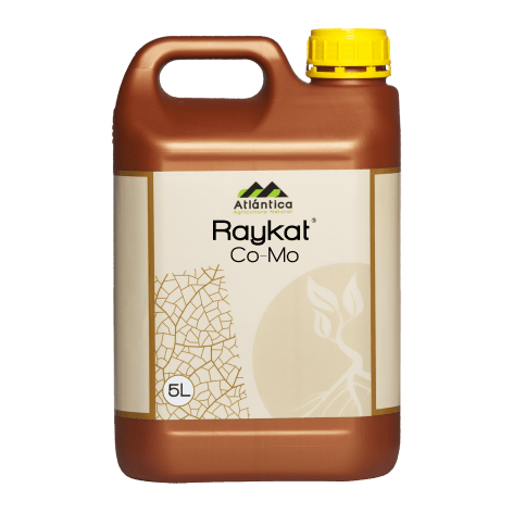 Raykat CoMo