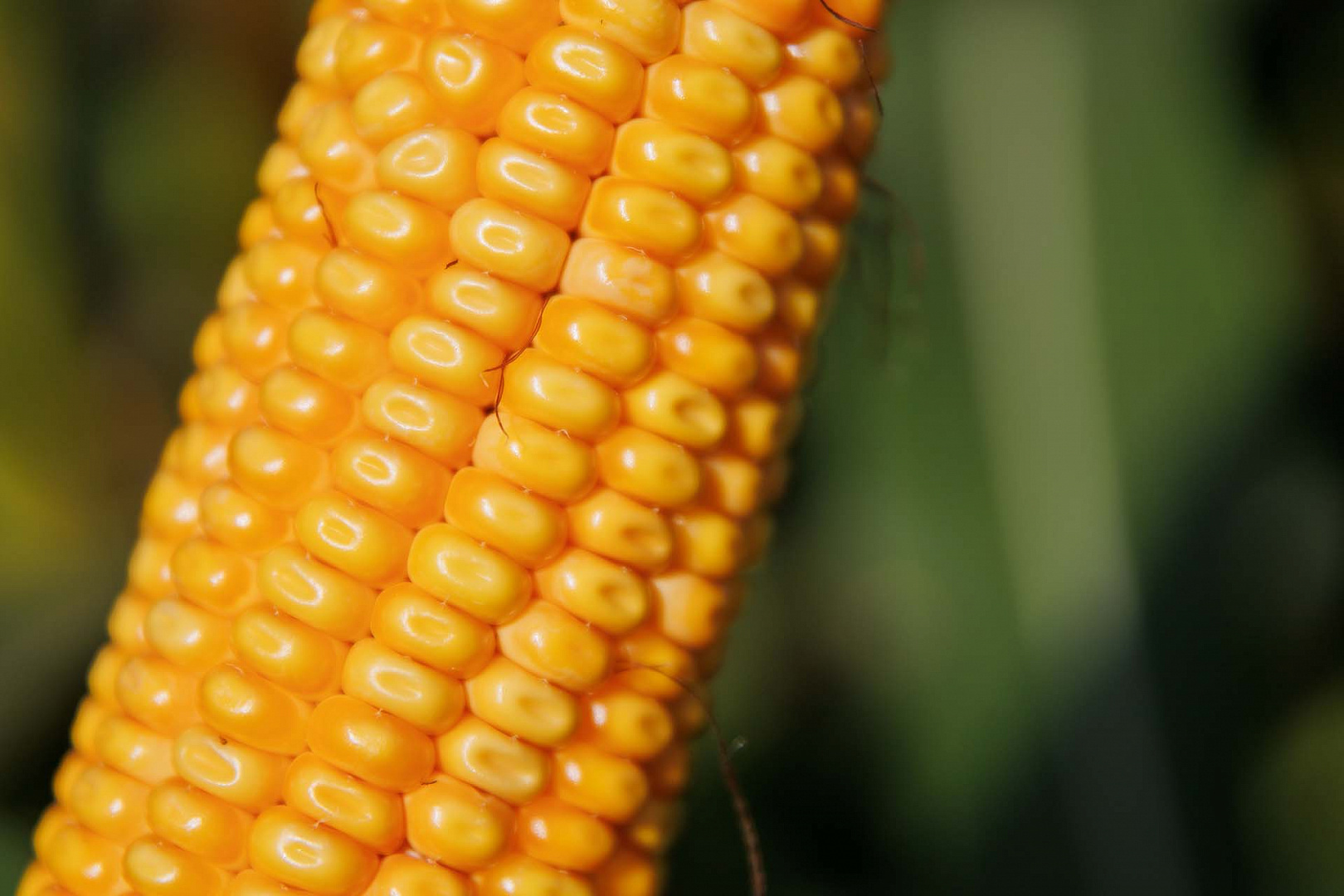 АДЭВЕЙ ФАО 300