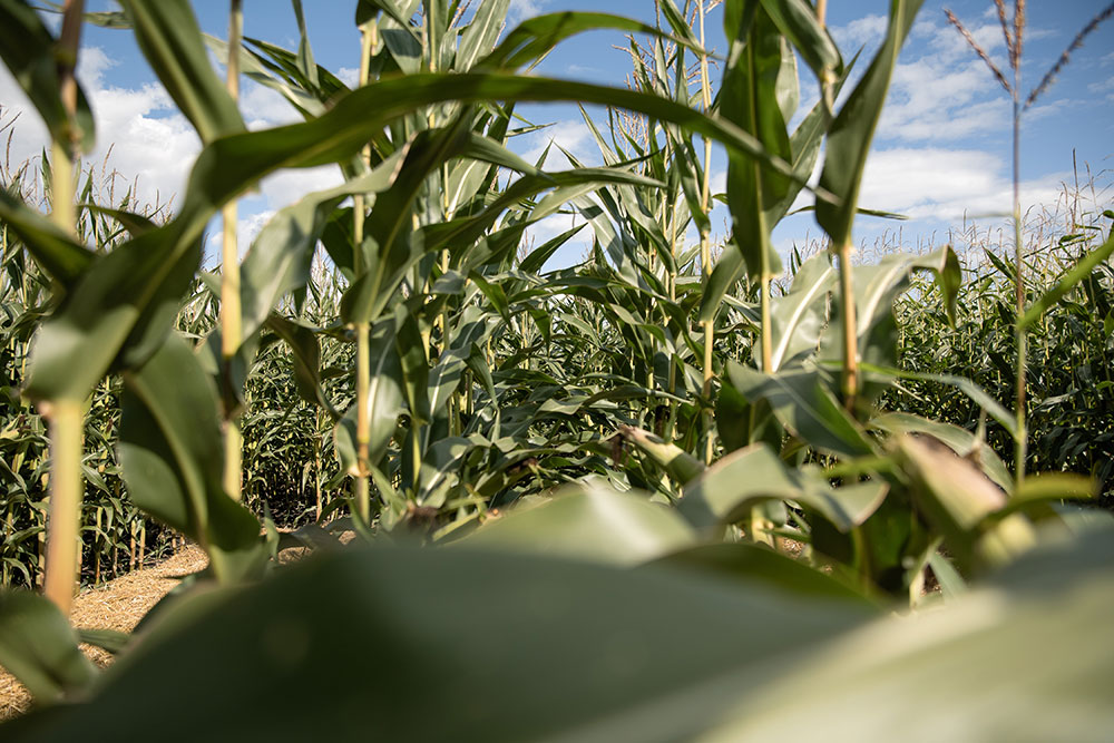 ЛГ 31305 ФАО 290