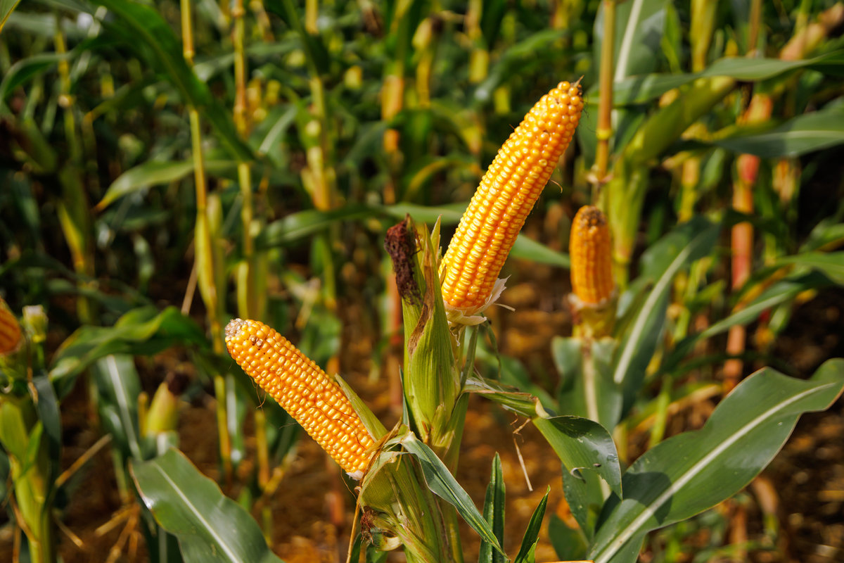 ЛГ 30179 ФАО170