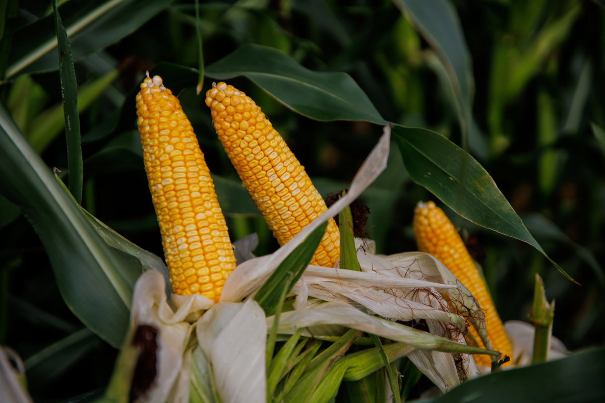 ЛГ 30189 ФАО 180