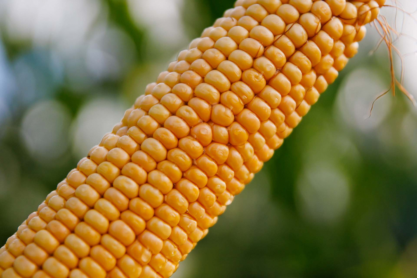 КРОСБИ ФАО190