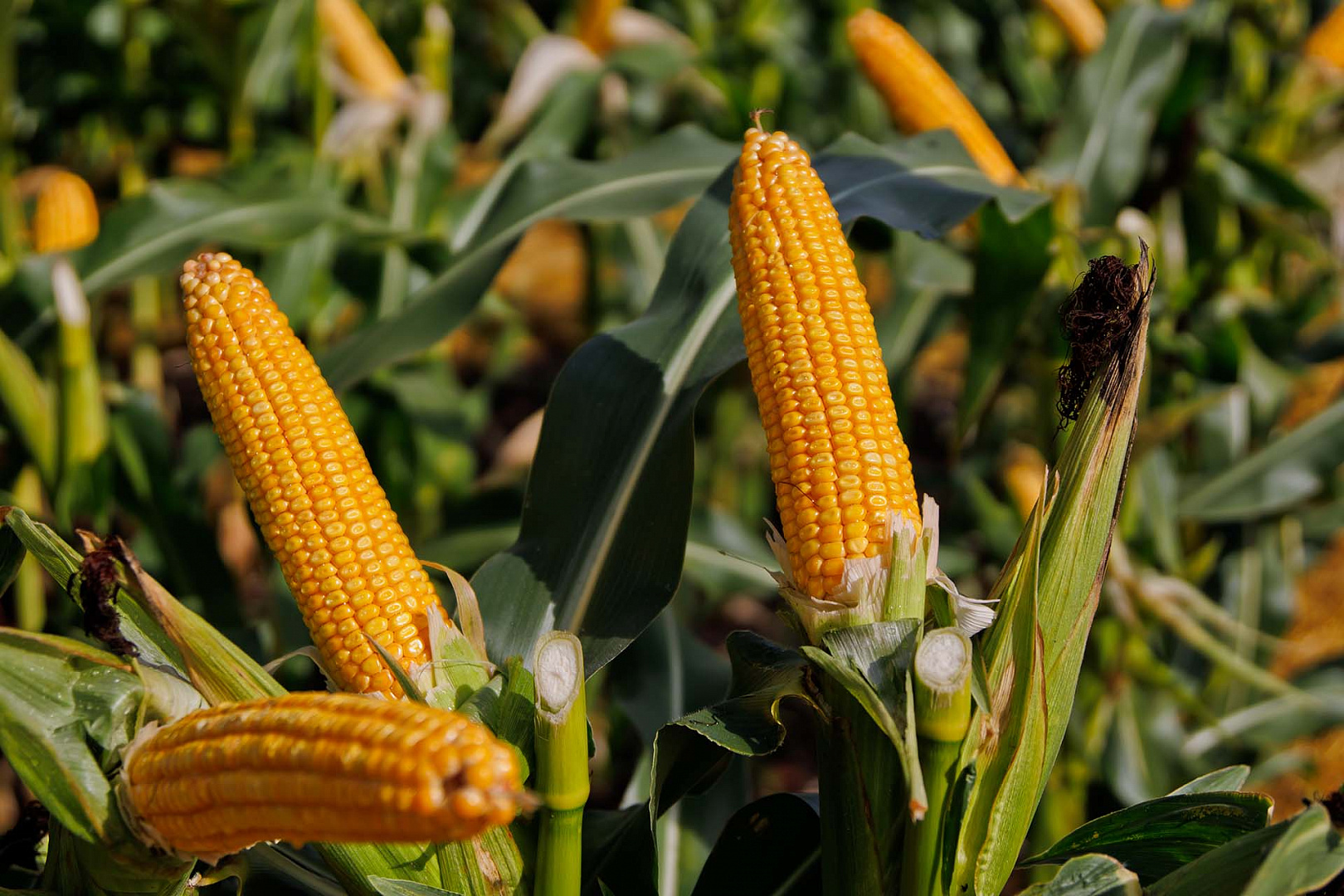 ЛГ 30215 ФАО 200