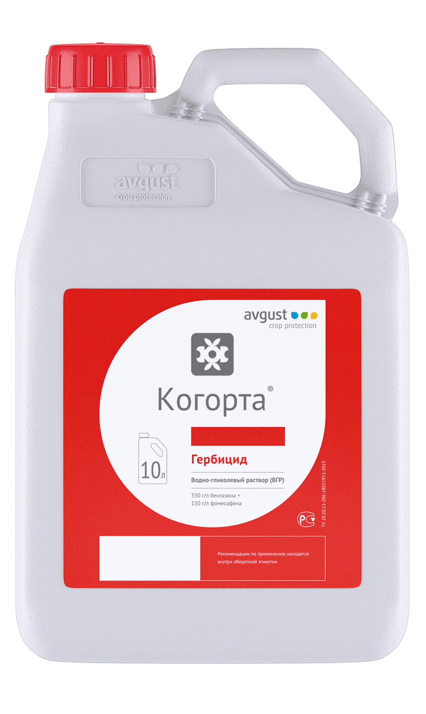 Когорта