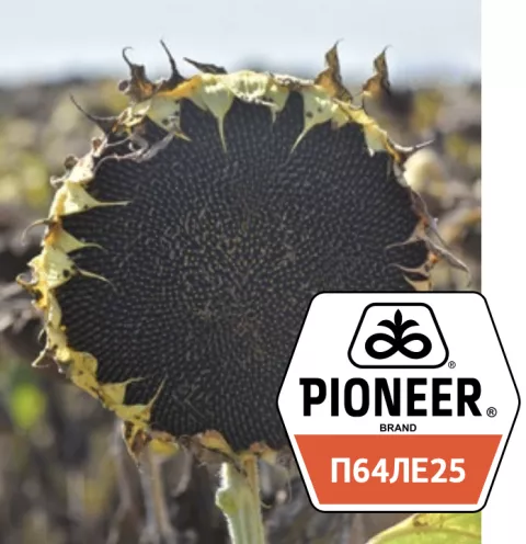  PIONEER ЭКСПРЕСС П64ЛЕ25