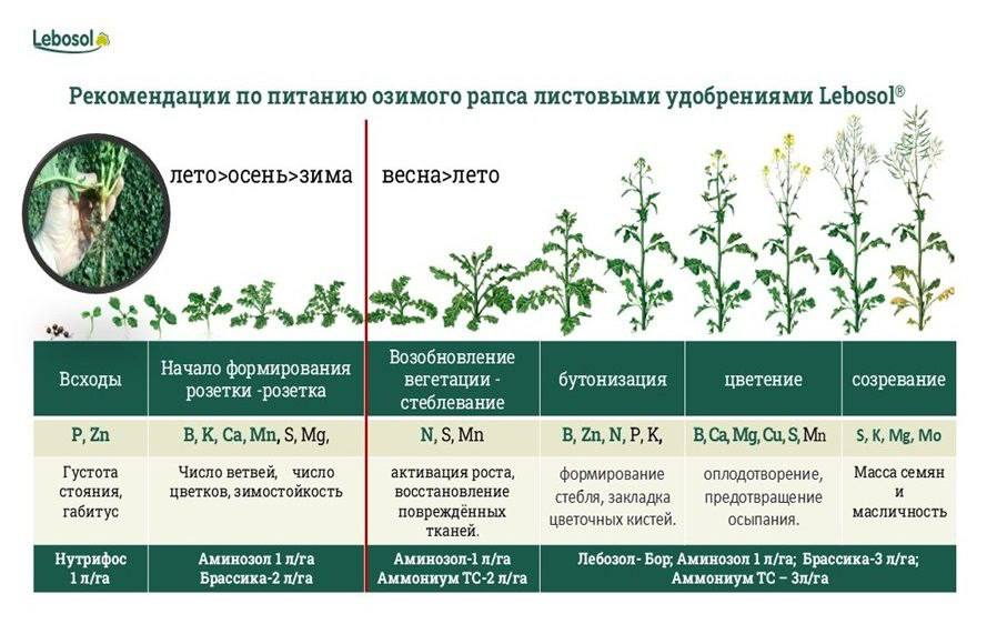 ТЕХНОЛОГИЯ ЛИСТОВОГО ПИТАНИЯ РАПСА