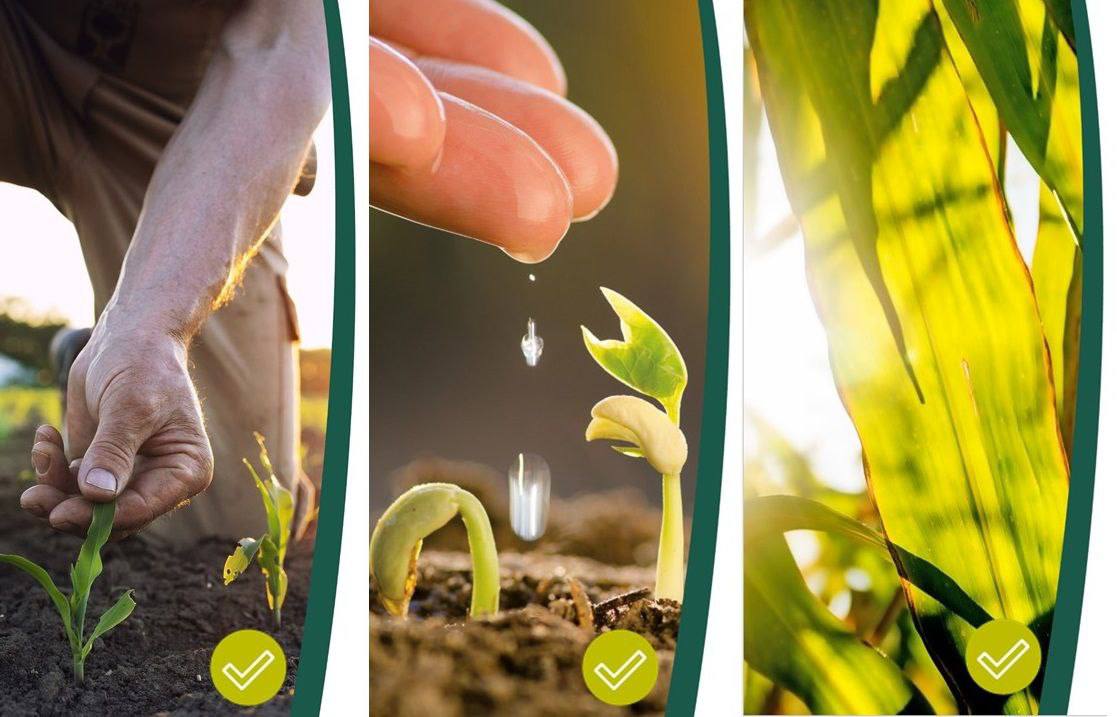 ВЗГЛЯД АГРОСФЕРЫ СОВМЕСТНО С ЛЕБОЗОЛ НА ЛИСТОВОЕ ПИТАНИЕ