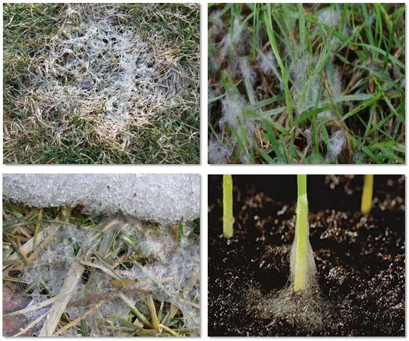 СНЕЖНАЯ ПЛЕСЕНЬ – УГРОЗА ОЗИМЫХ   