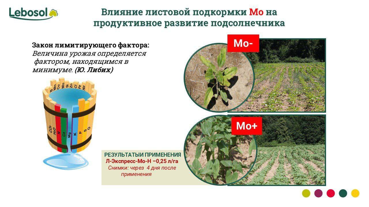 МОЛИБДЕН НЕОБХОДИМ ДЛЯ УСВОЕНИЯ АЗОТА